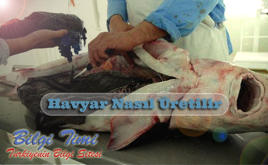 Havyar Nasıl Üretilir